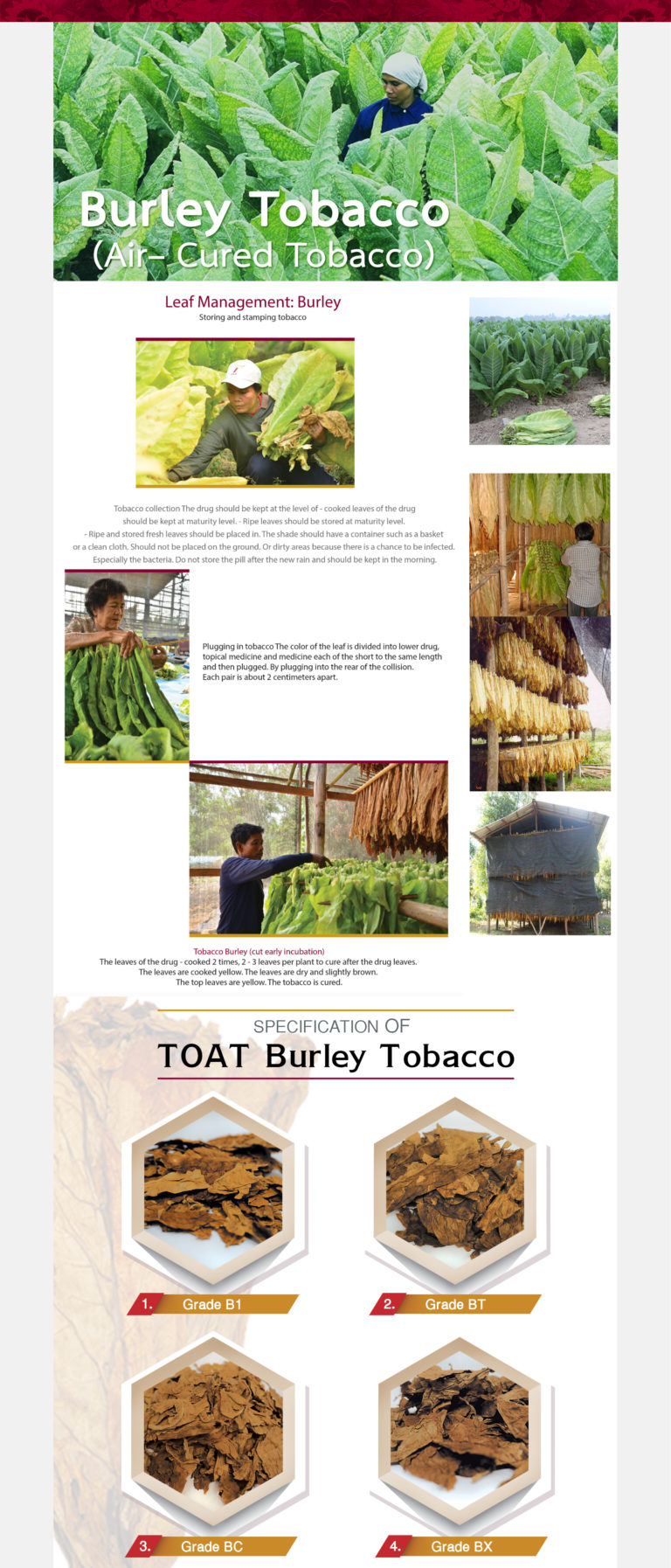 Burley Tobacco Air Cured Tobacco